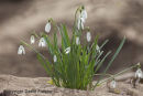 06D-2214 Snowdrops Galanthus nivalis