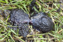06D-4657 Predated Remains of a Common Frog Rana temporaria.