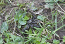 06D-5098 Otter Lutra lutra Spraint Teesdale