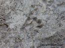 06D-5164 Otter Lutra lutra paw print in Mud Teesdale