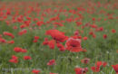 06D-7614 Poppies (Papaver rhoes)