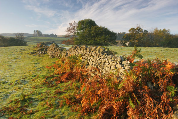 07-3730 Autumn Ferns and Drystone Wall Holwick Teesdale County Durham