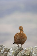 09-2097 Female Black Grouse Tetrao tetrix Perched on Dry Stone Wall Teesdale County Durham
