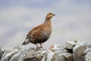 09-2141 Female Black Grouse Tetrao tetrix Perched on Dry Stone Wall Teesdale County Durham