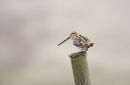 09-2156 Snipe Gallinago gallinago on Fence Post Teesdale County Durham