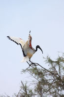 09-3478 Sacred Ibis (Threskiornis aethiopicus) Camargue France