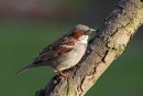 10-9644 House Sparrow Passer Domesticus