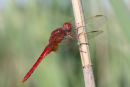 11-0110 Male Scarlet Dragonfly Crocothemis erythraea