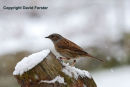 11-1252 Dunnock Prunella modularis in Snow
