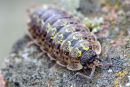 11-1860 Woodlouse Porcellio spinicornis