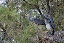 11-3389 Grey Heron Ardea cinerea on Nest
