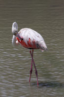 11-3414 Greater Flamingo Phoenicopterus ruber Preening Camargue France