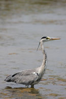 11-3682 Grey Heron Ardea cinerea