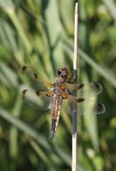 11-9969 Four-Spotted Chaser Libellula quadrimaculata