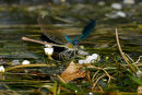 D52-8617 Male and Female Banded Dark Winged Demoiselle Calopteryx splendens xanthostoma.