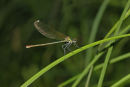 D54-8390 Female Banded Demoiselle Calopteryx splendens.