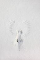 I02D-9863a Bird Wing and Body Imprint of a Jackdaw in Snow