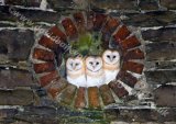 Baby Barn Owls