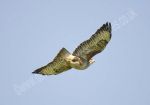 Buzzard