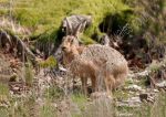 Hare