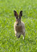 Cheeky Hare