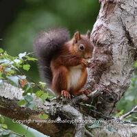 Red Squirrel