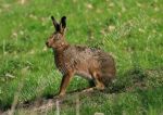 Welsh Hare