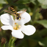 Hoverfly  (Syrphidae) on purple cosmos flower