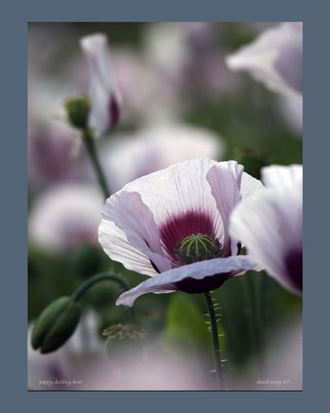 Ornamental Poppies growing wild near Detling, Kent