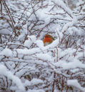 20100101- MG 3353