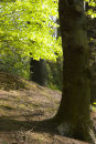 Beech