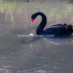 Washington Wildfowl Wetland Trust