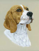Beagle
