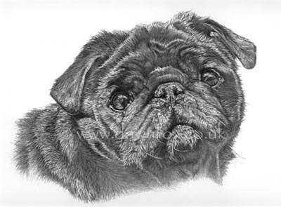 Example of a portrait drawn in graphite pencil