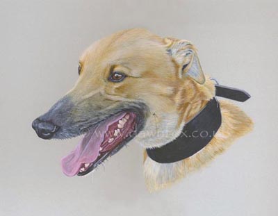 Example of a portrait painted in Chromacolour acrylics
