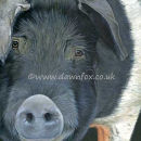 Saddleback Pig