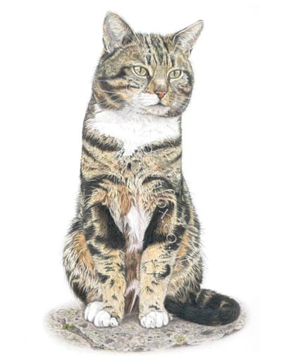 Example of a portrait in coloured pencils