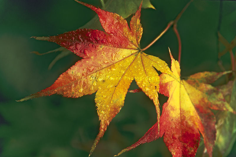 Shades of Autumn