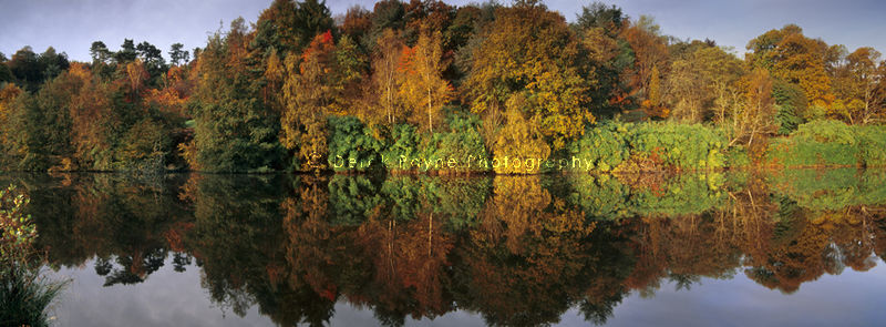 Autumn Reflection, Winkworth, Surrey