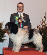 Gundog Group 3