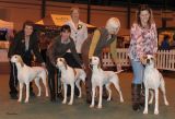 Gundog Group KC Breeders