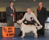 Gundog Puppy Group 1 