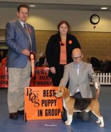 Hound Puppy Group 1