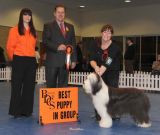Pastoral Puppy Group 1
