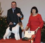 Terrier Group 1