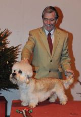 Terrier Group 2