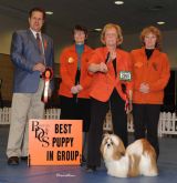 Utility Puppy Group 1