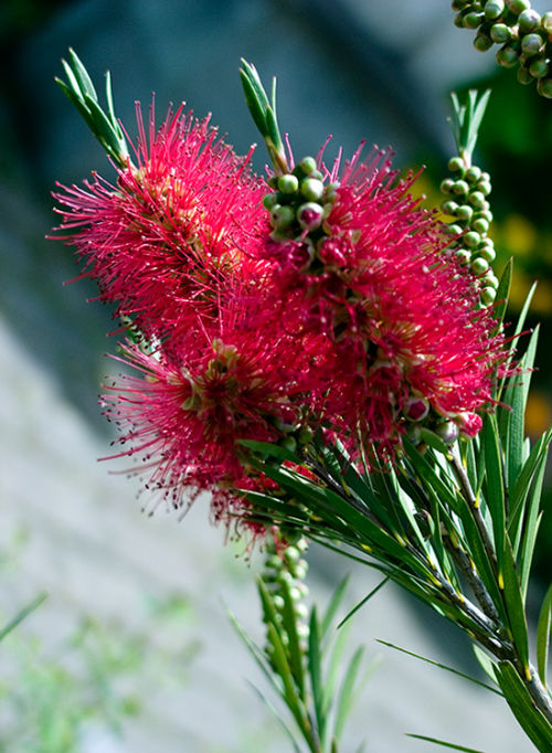 Australian Red Bottlebrush Flower