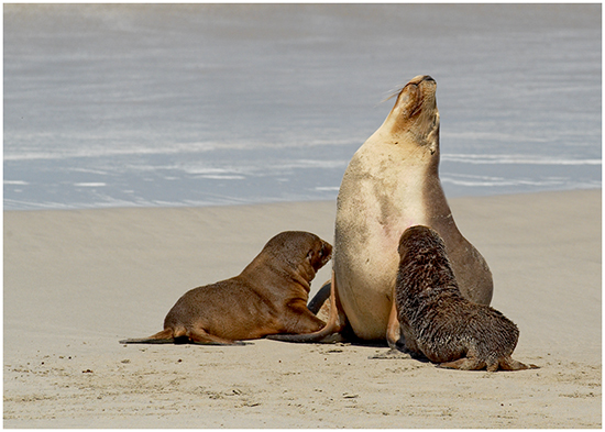 Cow Sea Lion with Pup and Foster Pup