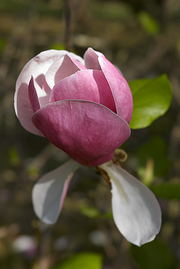 Magnolia